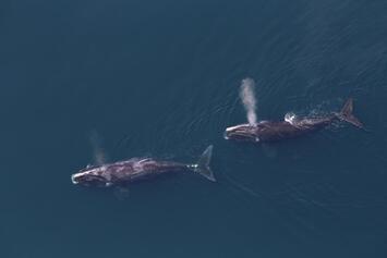 endangered-right-whales.jpg