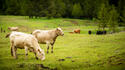 cattle-grazing.jpg