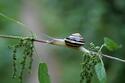 snail-not-high-speed.jpeg