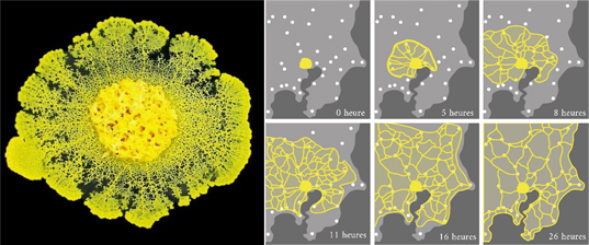 Slime City - Wikipedia